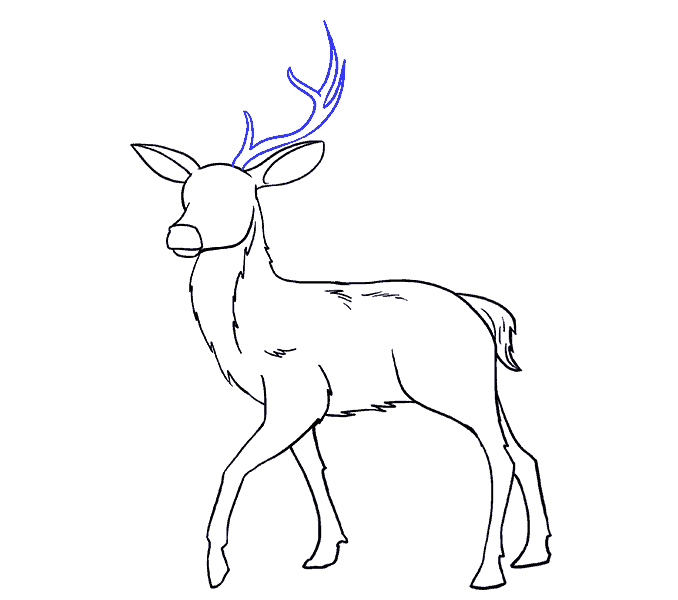 Pencil drawings of whitetail deer